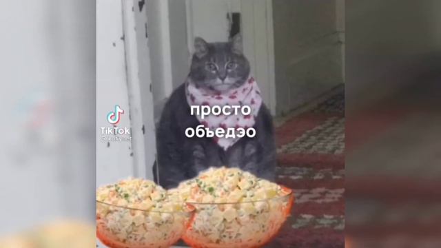 Мемы про котиков (#18) Мой кот на новый год смотреть онлайн