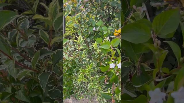 Пестролистные растения. Как украсить свой сад #shorts смотреть онлайн