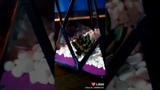 DIY. Флорариум из оргстекла. смотреть онлайн