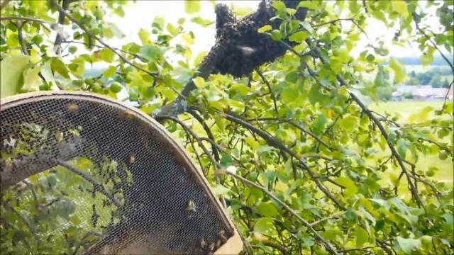 Как снять рой с дерева и посадить его в роевню смотреть онлайн