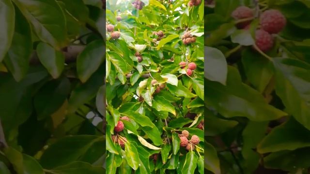 #кудрания #клубничное дерево #сочи #мамайка #2023 смотреть онлайн