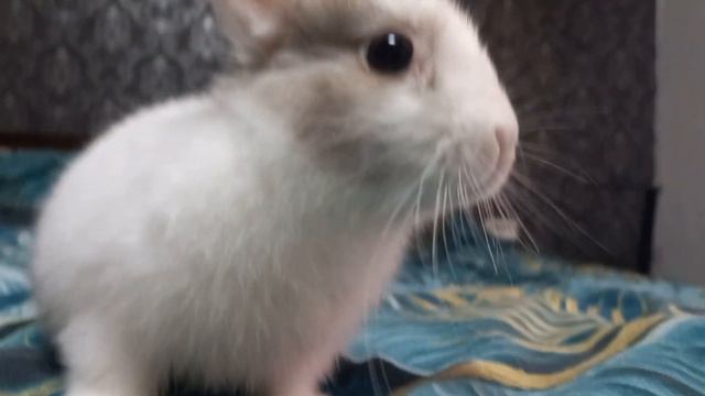 как ухаживать за кроликом?????вот он ответ смотреть онлайн