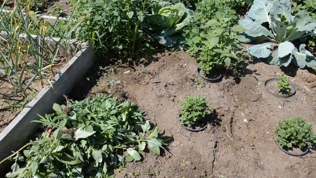 Я вернулась! Как у нас дела? Что с ОГОРОДОМ? Большого УРОЖАЯ НЕ ЖДЕМ / ЧЕБУРЕКИ на заварном ТЕСТЕ