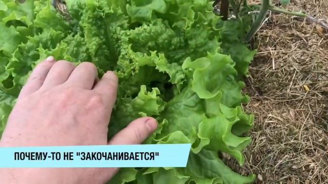 ГДЕ ЖЕ КОЛОБОК? // ТОМАТЫ, ОГУРЦЫ И ПЕРЕЦ смотреть онлайн