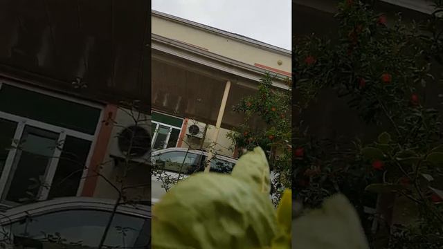 Мой летний сад.Посёлок Нардаран смотреть онлайн