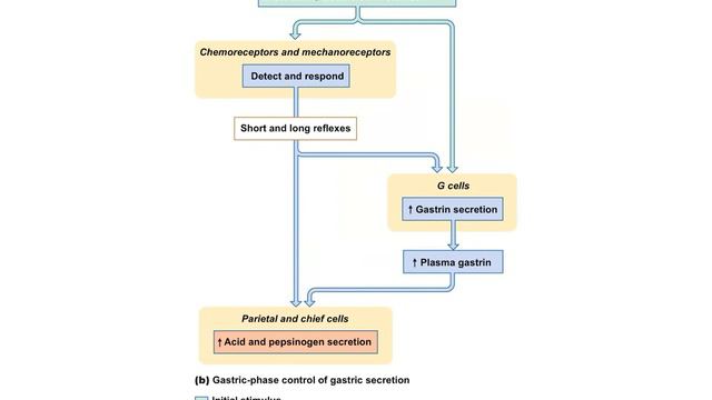 Chapter 20 GI tract part 2 of 2 смотреть онлайн