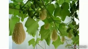 Как вырастить чайот (агротехника выращивания мексиканского огурца)