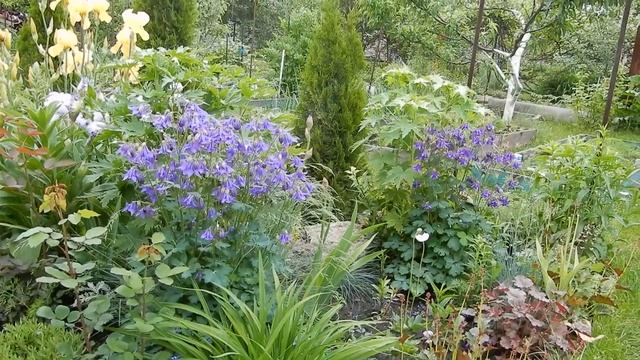 Дача 28- 30 мая. Цветут Ирисы... смотреть онлайн