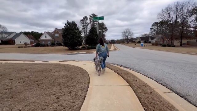 London | 11M Goldendoodle | Advanced Obedience | OverWatch K9 Academy