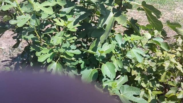 Инжир Турецкий коричневый 10.08.2017 смотреть онлайн