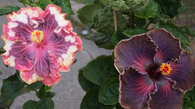My hibiscus new seedlings:Chris Endless Passion & Chris Devil-icious смотреть онлайн