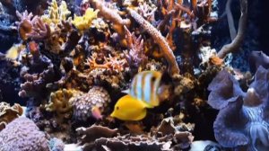 Аквариум Камиль Сен Санс