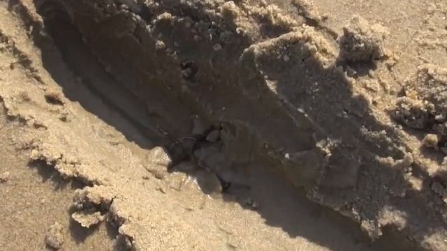 Prototype Fisher Impulse AQ  2016   / GOLD METAL DETECTOR