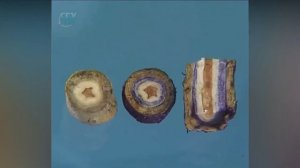 Стебель  Передвижение воды по древесине Опыт