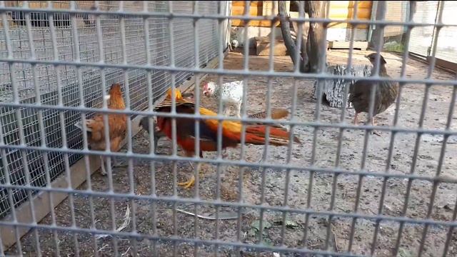 мини ЗООПАРК. Птица ЕДИНОРОГ. ТАНЕЦ ЗОЛОТОГО Фазана смотреть онлайн