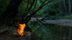 Уход за ежевикой весной и ее обрезка