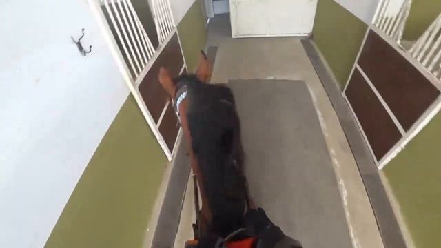 Заездка молодняка Арабской породы ( 5-й день) Выезжаем рысить на круг . смотреть онлайн