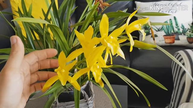 Cymbidium Golden Elf.