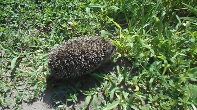 живой ежик видео смотреть онлайн