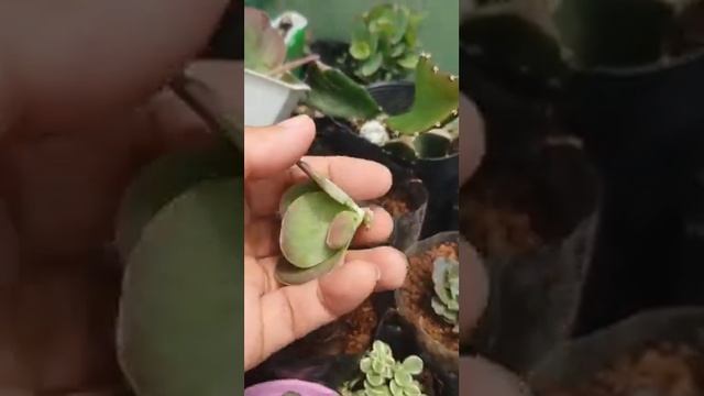 Succulent Care Tips.Featuring The Kalanchoe Thyrsiflora Aka Flapjack Aka Red Pancake
