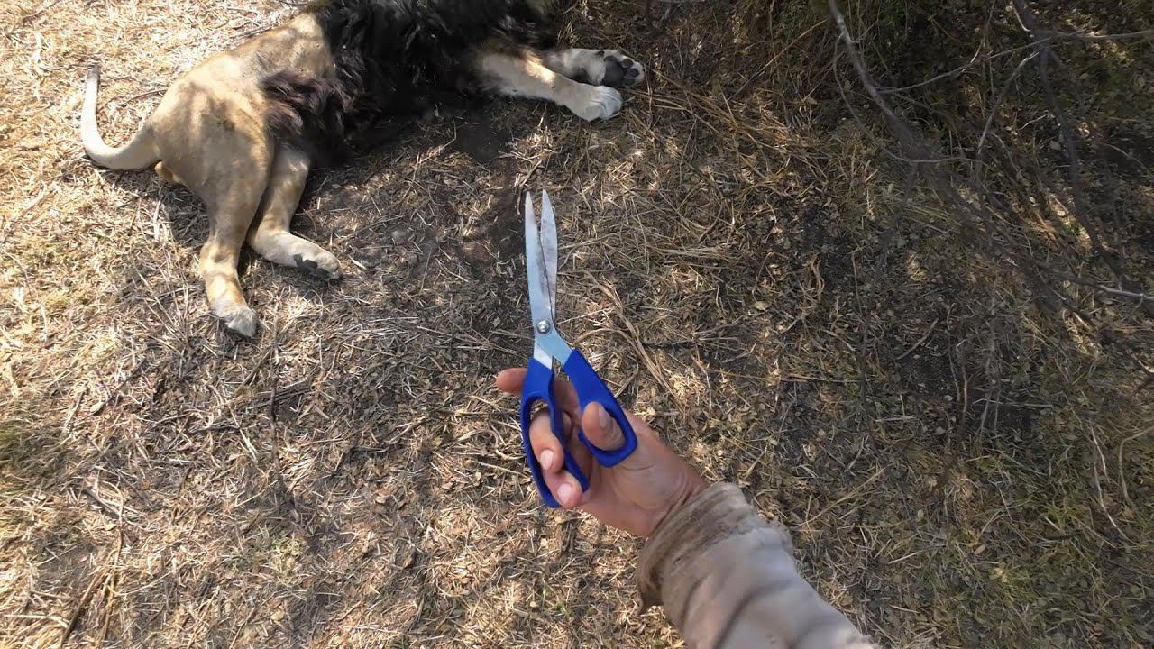 Вырезаем колтуны у львов! смотреть онлайн