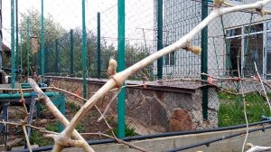 Как спасти виноград ,после начала вегетации , от весенних возвратных заморозков ?