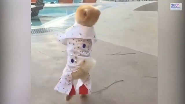 Самые маленькие, милые и пушистые собачки, домашние питомцы смотреть онлайн