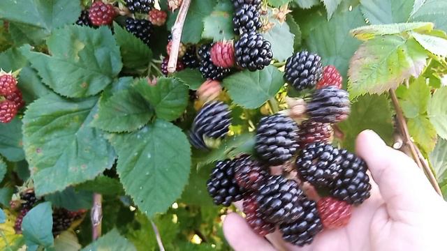 1000083687.mp4В моем саду шикарная ежевика смотреть онлайн