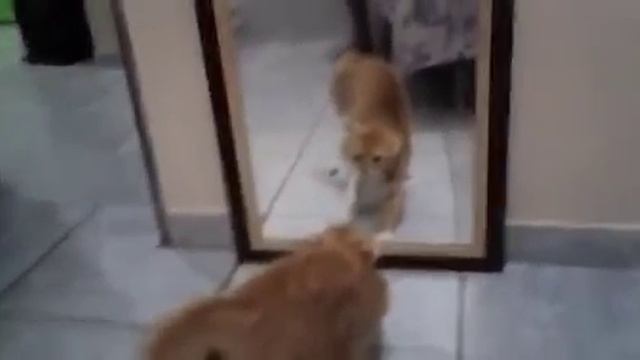 Кот и зеркало смотреть онлайн