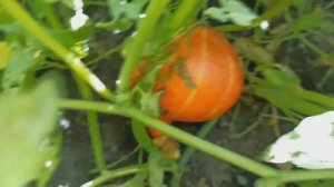 Лучшие тыквы из 8 сортов. Куда дела урожай тыкв с 96 кустов? Выбираем семена тыкв на 2021 год.