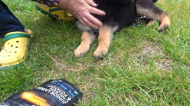 Маленькое чудо Дэн. Щенок Немецкой овчарки 2 месяца. смотреть онлайн