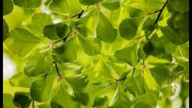 Страна надежд. Стихи: В. Туриянский, исп.: Т. Рехельс смотреть онлайн