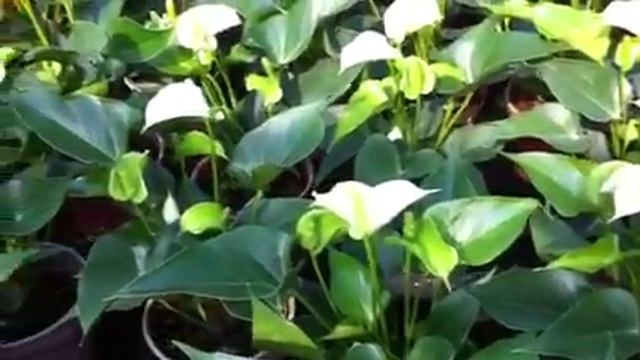 Anthurium Andraeanum 'Album'