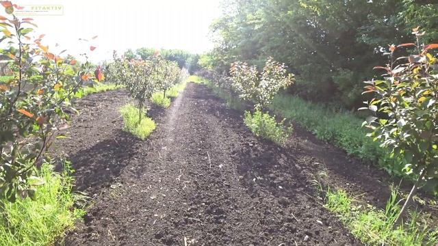 Заяц ест мои яблони Ред Кетти!!!!! смотреть онлайн