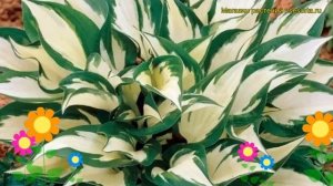 Хоста гибридная Лойалист. Краткий обзор, описание характеристик hosta hybridum Loyalist