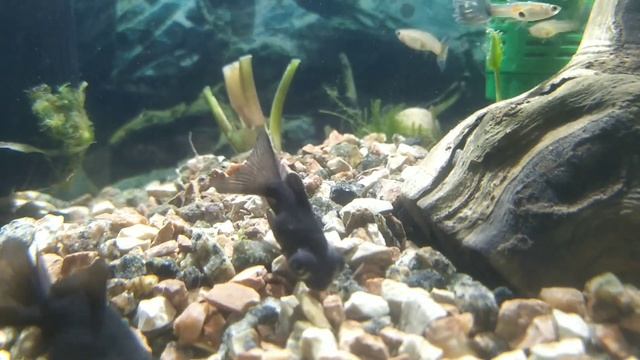 Мега АКВАРИУМ Дома! смотреть онлайн