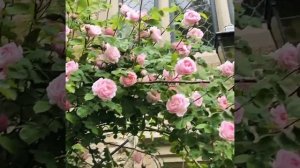 Плетистая роза Constance spry (Констанс спрай).