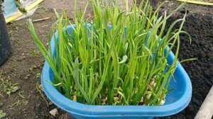 #яровойчеснокрассада#  КАК ВЫРАСТИТЬ КРУПНЫЙ ЯРОВОЙ ( ЛЕТНИЙ) ЧЕСНОК ЧЕРЕЗ РАССАДУ