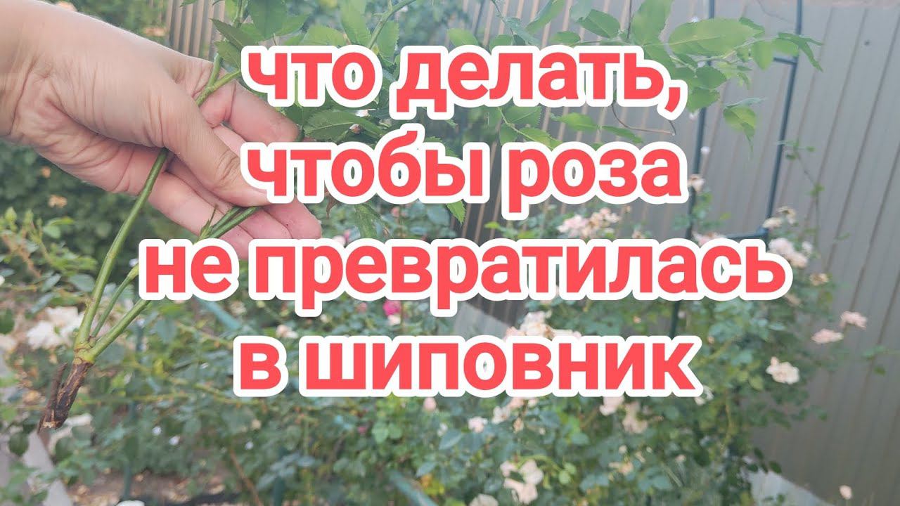 Может ли декоративная роза перерости в шиповник? При внимательном отношении - нет! смотреть онлайн