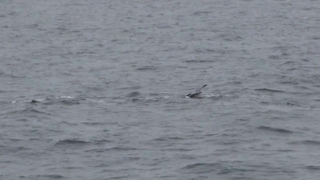 Whale Watching on Seabourn Quest смотреть онлайн