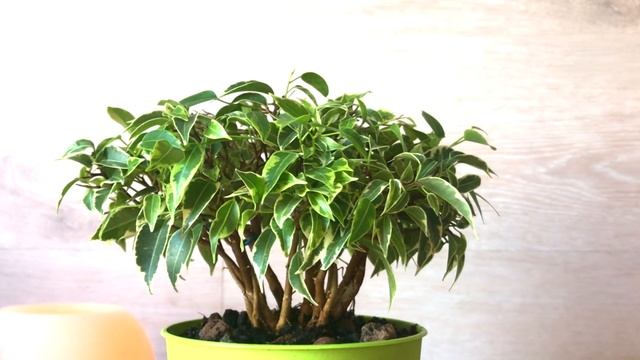 Формирование БОНСАЙ-ФИКУСА. Ответы на вопросы, Часть I смотреть онлайн