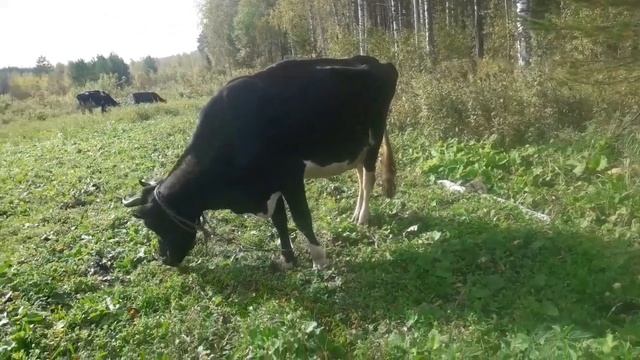 Наши будни. Опята пошли! Коровы на выгуле. смотреть онлайн