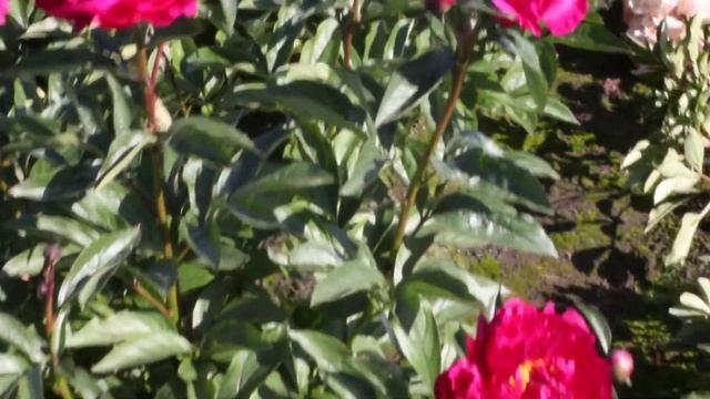 Irwin Altman | R2 Flowers BV | Peonies смотреть онлайн
