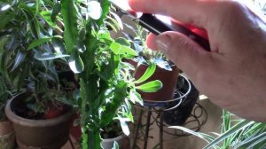 МОЛОЧАЙ ТРЁХГРАННЫЙ СТАНЕТ ПУШИСТЫМ, ЕСЛИ...