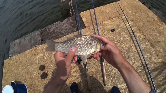 Рыбалка на донку | рыбалка на карася 2020 | ловля карася на снасть инлайн | рыбалка для начинающих смотреть онлайн