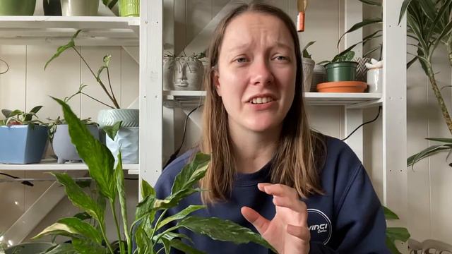 VARIEGATED PEACE LILY: Care/Propagation смотреть онлайн