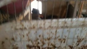 Порода кур Мини мясные В 66 и В 77. Достоинства и недостатки