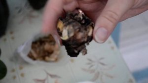 Гиацинт  Результаты размножения методом вырезания донца луковицы  Часть 2