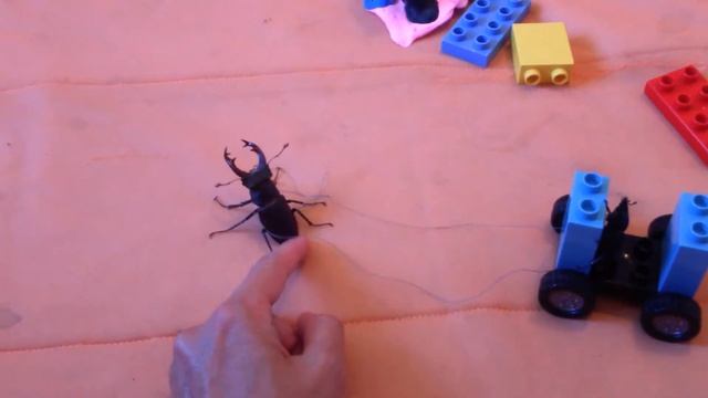 Жуки олени смотреть онлайн