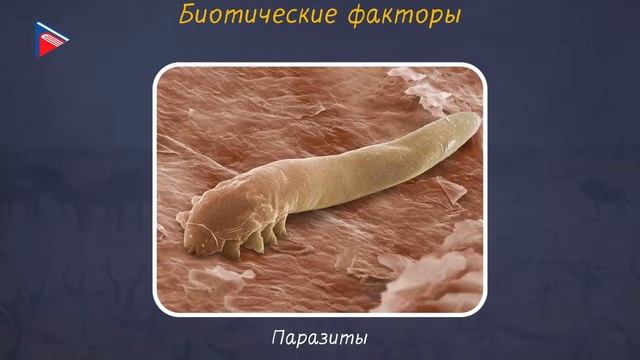 5 класс - Биология - Экологические факторы и их влияние на живые организмы смотреть онлайн